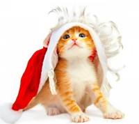 pic for A small kitten in a Christmas cap HD 1080x960